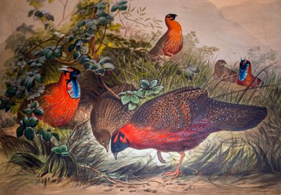 Horned Tragopan, 1861 von Joseph Wolf