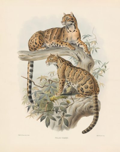 Marmorierte Katze (Felis diardi) von Joseph Wolf