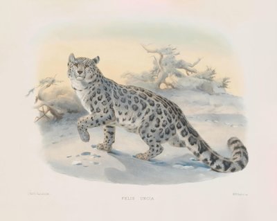 Schneeleopard (Felis uncia) von Joseph Wolf