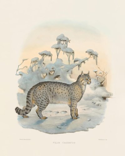 Steppenluchs (Felis caudatus) von Joseph Wolf