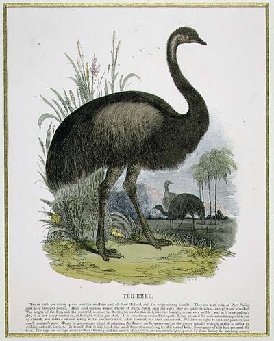 Der Emu, Bildungsillustration veröffentlicht von der Society for Promoting Christian Knowledge von Josiah Wood Whymper