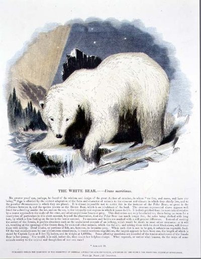 Der weiße Bär (Ursus maritimus) von Josiah Wood Whymper