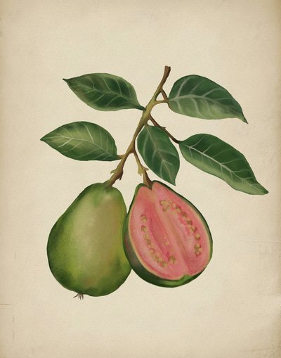 Frische Guave Botanisch von Josie George