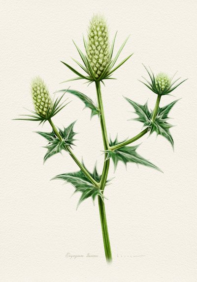 Botanische Seeholly von Juan Hernaz