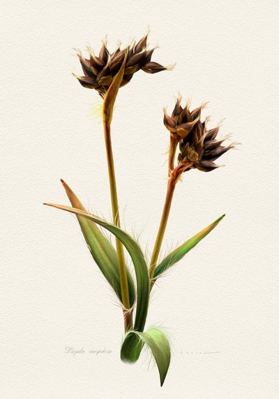 Detaillierte Botanische Studie von Juan Hernaz