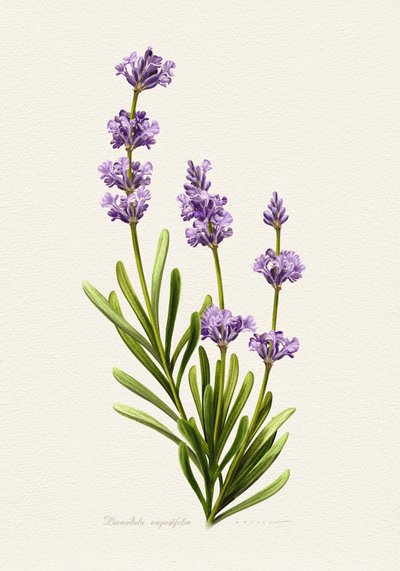 Eleganter Lavendel Botanisch von Juan Hernaz