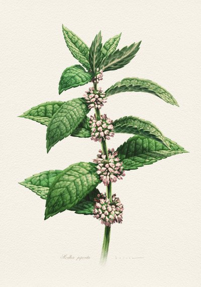 Blühende Minze botanisch von Juan Hernaz