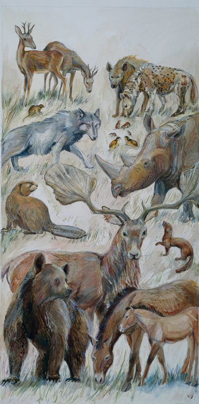 Boxgrove-Tiere identifiziert durch Ausgrabung von Judith Dobie