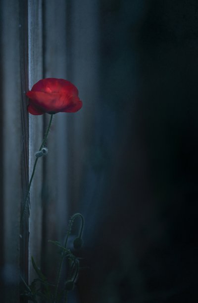 Stimmungsvolle rote Mohnblüte von Judy Tseng