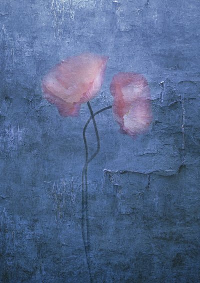 Sanfte Rosa Mohnblumen von Judy Tseng