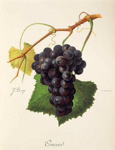 Concord-Traube von Jules Troncy