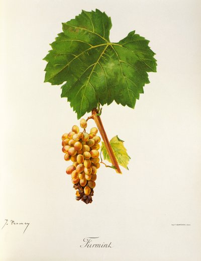 Furmint Traube von J. Troncy von Jules Troncy