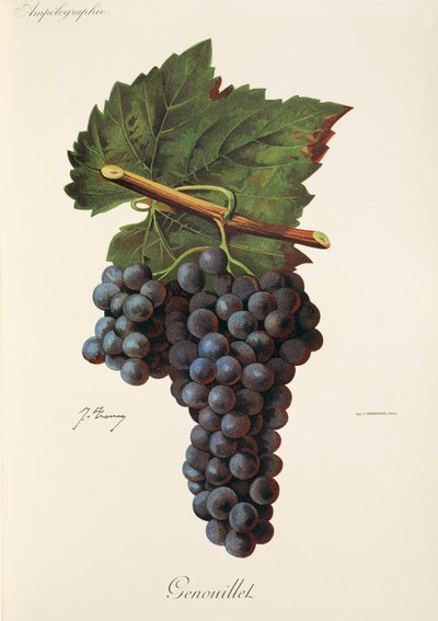 Genouillet Traube von J. Troncy von Jules Troncy