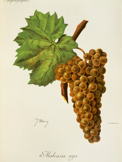 Malvasia-Roja-Traube von J. Troncy von Jules Troncy
