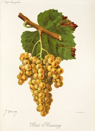 Petit Manseng-Traube von Jules Troncy