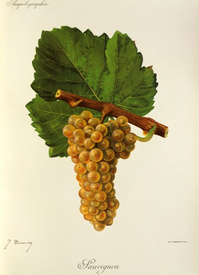 Sauvignon Traube von J. Troncy von Jules Troncy