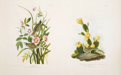 Küstenfink/Grasfink oder Buchtflügelammer, nach J.J. Audubons 