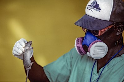 Labortechniker hält eine Lassa-Ratte und trägt eine Gesichtsmaske, um sich vor Lassa-Fieber zu schützen von Karen Kasmauski