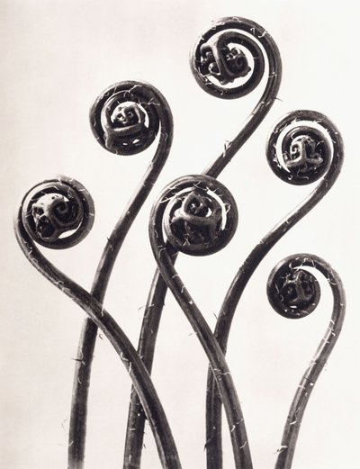 Adiantum Pedatum - Amerikanischer Frauenhaarfarn, junge aufgerollte Wedel achtfach vergrößert von Karl Blossfeldt