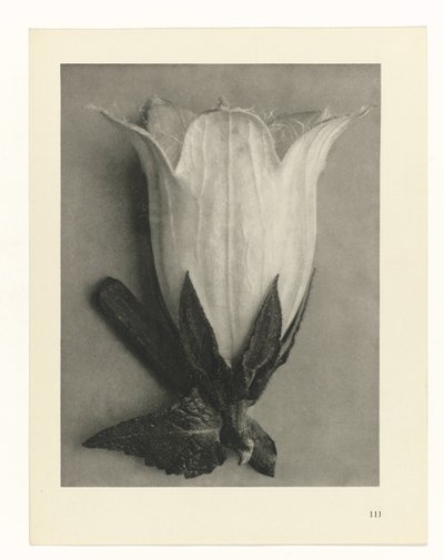 Pflanzenstudien (Urformen der Kunst: photographische Pflanzenbilder) von Karl Blossfeldt