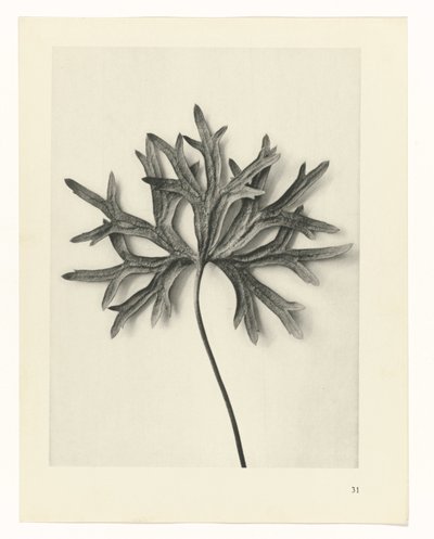 Pflanzenstudien Urformen der Kunst: fotografische Pflanzenbilder (Serientitel) von Karl Blossfeldt