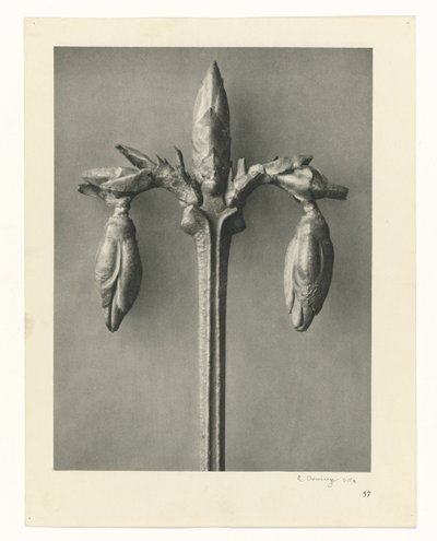 Pflanzenstudien Urformen der Kunst: fotografische Pflanzenbilder (Serientitel) von Karl Blossfeldt