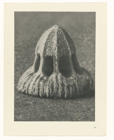 Pflanzenstudien Urformen der Kunst: fotografische Pflanzenbilder (Serientitel) von Karl Blossfeldt