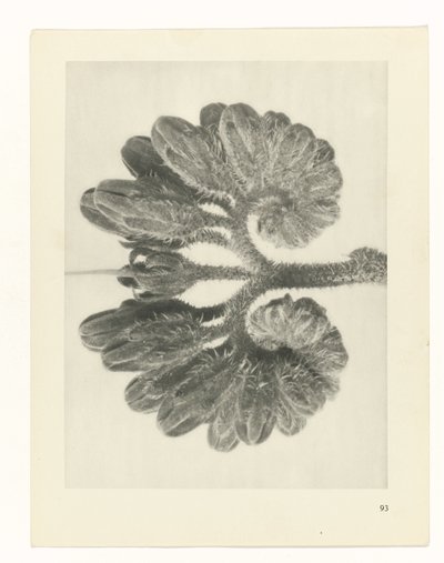 Pflanzenstudie (Urformen der Kunst) von Karl Blossfeldt