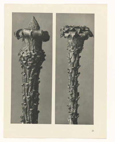 Pflanzenstudie Urformen der Kunst (Serientitel) von Karl Blossfeldt