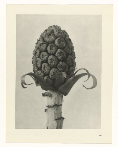 Pflanzenstudie Urformen der Kunst (Serientitel) von Karl Blossfeldt
