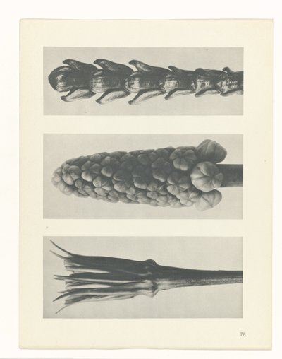 Pflanzenstudie (Urformen der Kunst) von Karl Blossfeldt