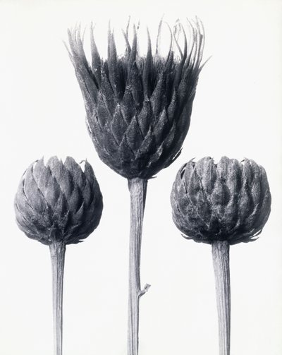 Serratula Nudicaulis (Kahlstängelige Sägewurz), ca. 1928 von Karl Blossfeldt
