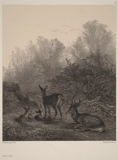 Rehe in Ruhe von Karl Bodmer