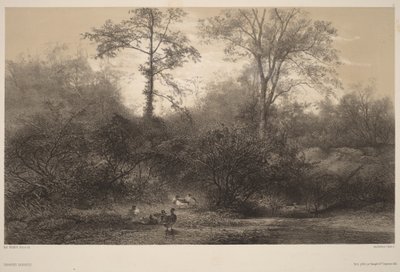 Wilde Enten von Karl Bodmer