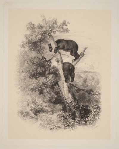 Zwei Bären von Karl Bodmer