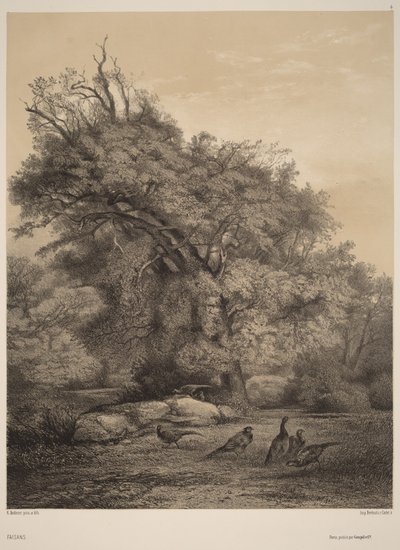  von Karl Bodmer