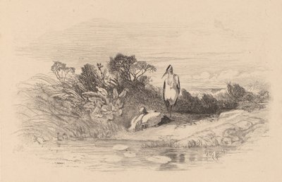 Reiher von Karl Bodmer
