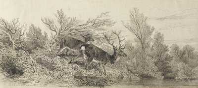  von Karl Bodmer
