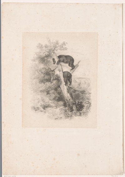 Zwei Bären auf einem Baum von Karl Bodmer