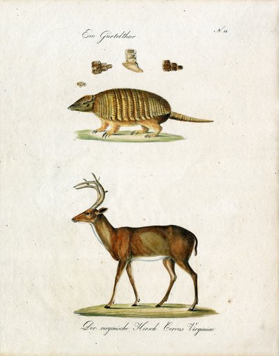 Gürteltier und Virginia-Hirsch von Karl Joseph Brodtmann