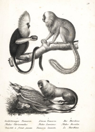 Buffy-gesichtiger Marmoset und Goldener Löwenaffe von Karl Joseph Brodtmann