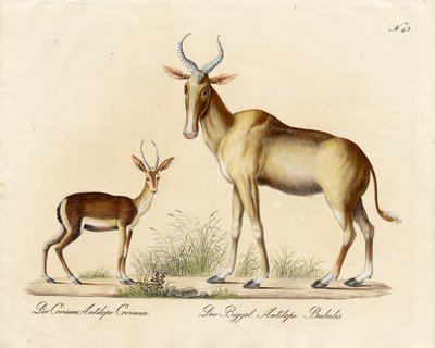 Dorkasgazelle und Nilgau von Karl Joseph Brodtmann