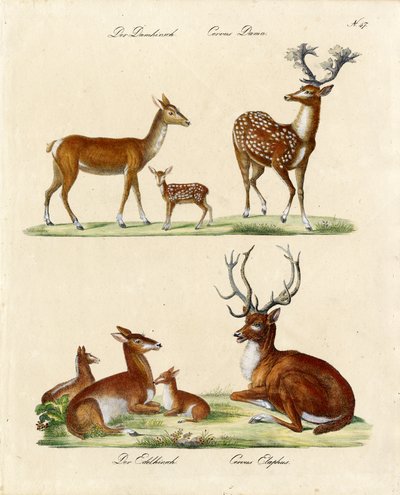 Europäische Hirscharten von Karl Joseph Brodtmann