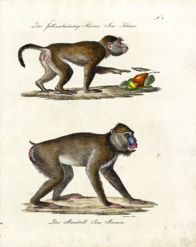 Hamadryas-Pavian und Mandrill von Karl Joseph Brodtmann