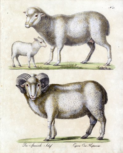 Schaf mit Lamm und Widder von Karl Joseph Brodtmann