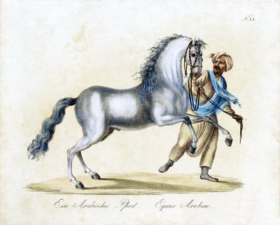 Das Arabische Pferd von Karl Joseph Brodtmann