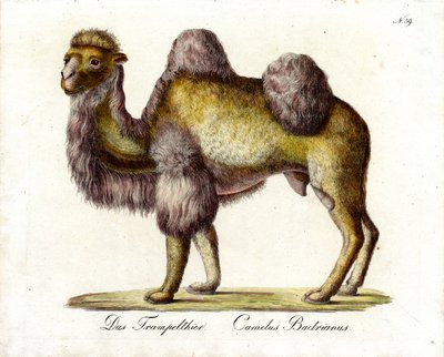 Das Baktrische Kamel von Karl Joseph Brodtmann