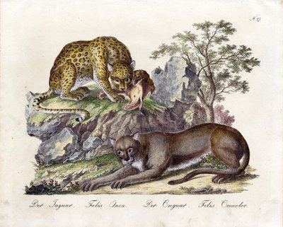 Der Jaguar und der Puma von Karl Joseph Brodtmann