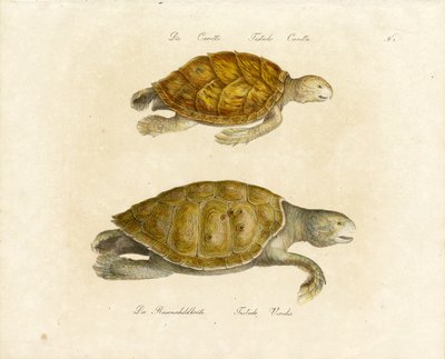 Die Unechte Karettschildkröte und Grüne Meeresschildkröte von Karl Joseph Brodtmann