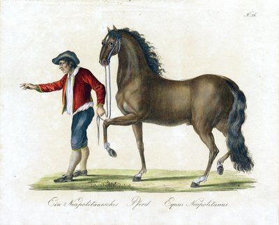 Das neapolitanische Pferd von Karl Joseph Brodtmann